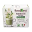 Matcha\u0020Latte\u0020med\u0020ginseng